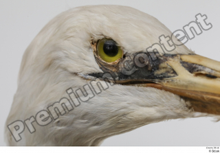 Stork  2 eye head 0005.jpg